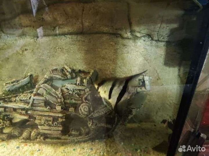 Аквариум 800л