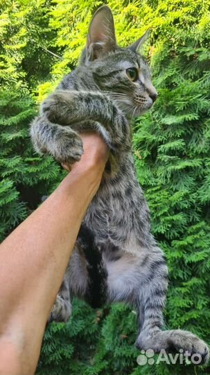 Котенок-рысенок в поиске дома