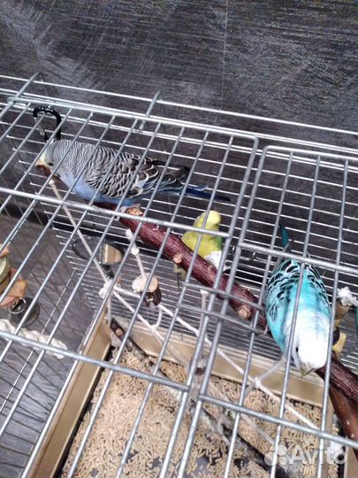 Волнистые попугаи 3 шт