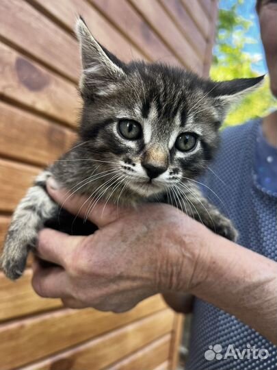 Котята бесплатно
