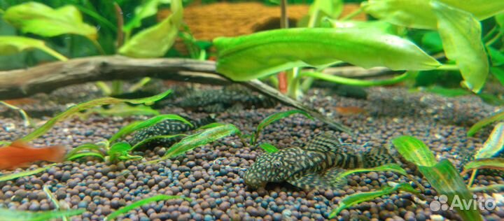 Растения, рыбки, креветки