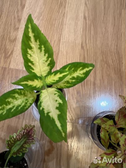 Комнатные цветы