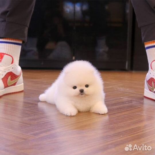 Померанский шпиц видео эксклюзив редкость микро