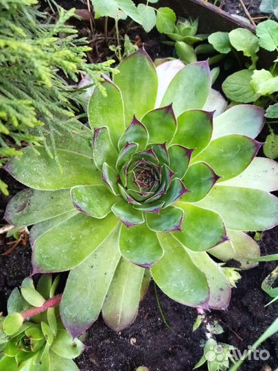 Суккуленты