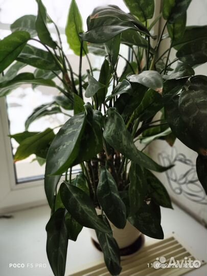 Спатифиллум. Бегония