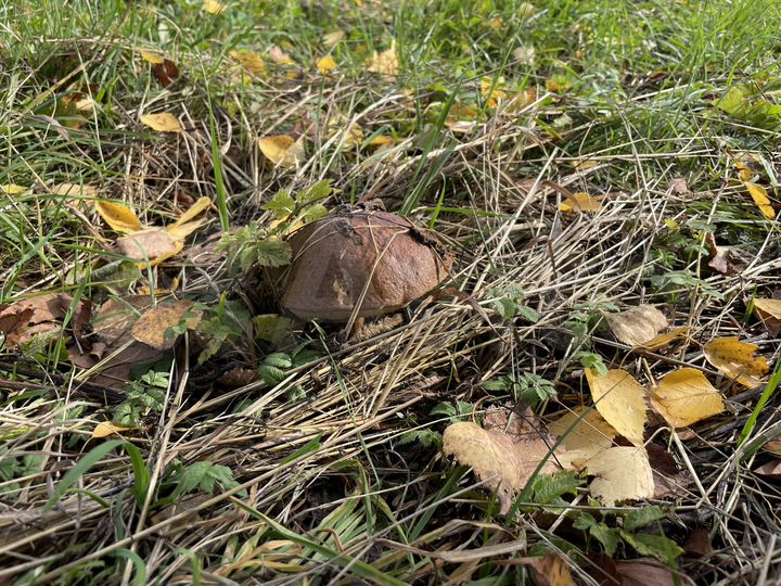 Участок 160 га (СНТ, ДНП)