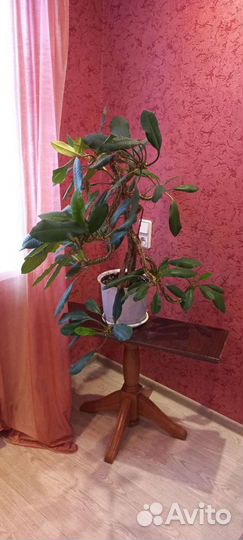 Молочай ребристый