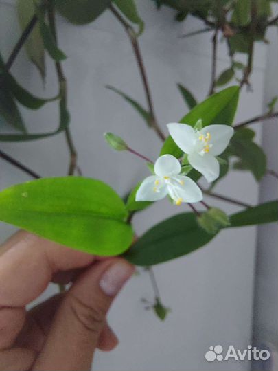 Традесканция Миртолистная