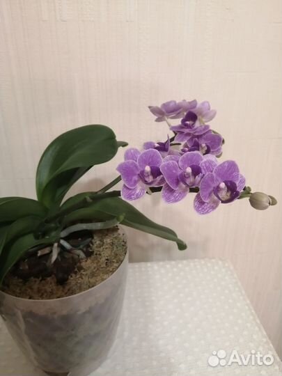 Орхидея Violet Queen цветущая