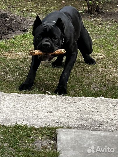 Кане Корсо вязка