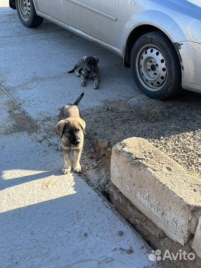 Щенки бесплатно