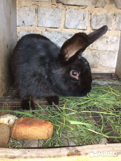 Продам кроликов