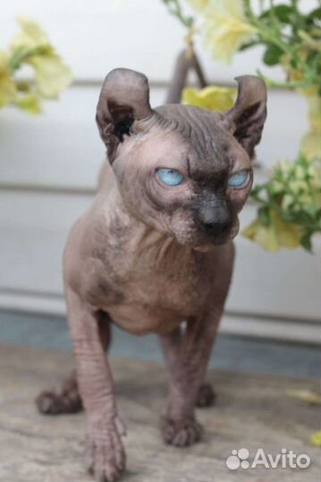 Канадский сфинкс эльф вязка