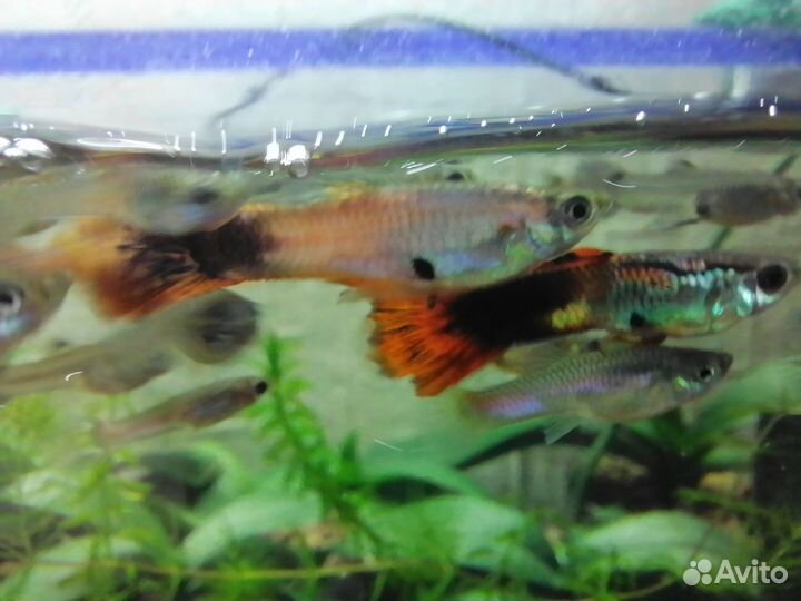 Гуппи ассорти