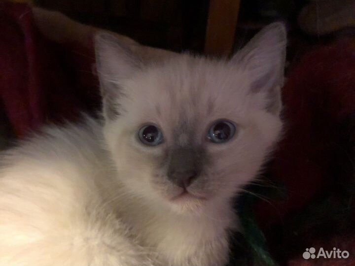 Тайская кошка