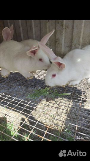 Продам крольчат