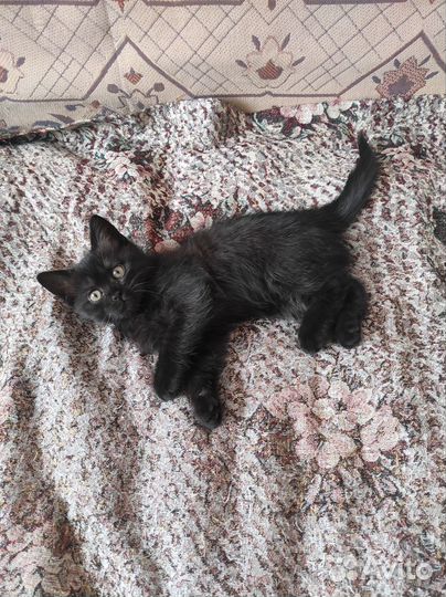 Кошечка в добрые руки