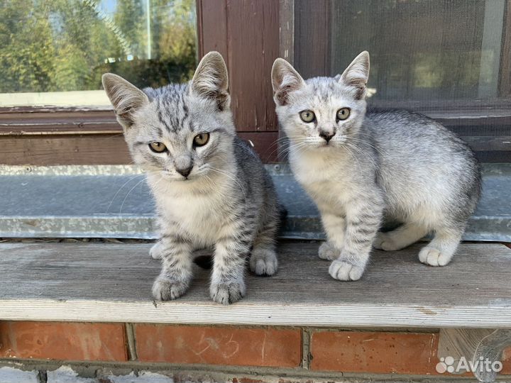 Котят в добрые руки