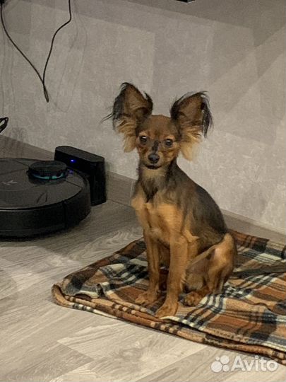 Вязка той-терьер