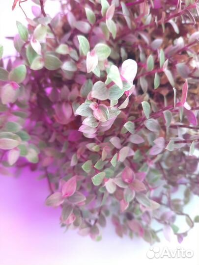 Каллизия Крибо