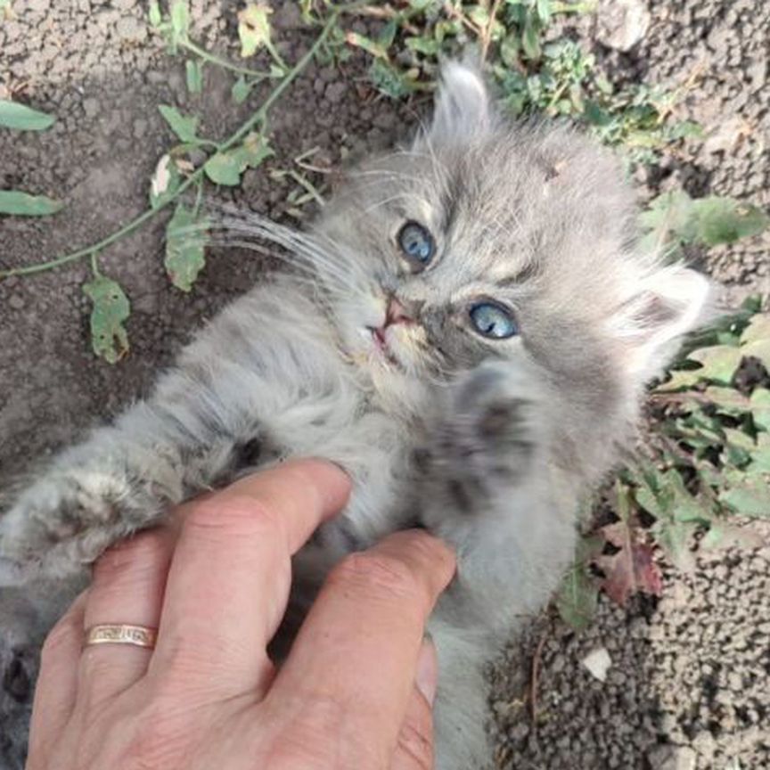 Котёнок девочка в дар