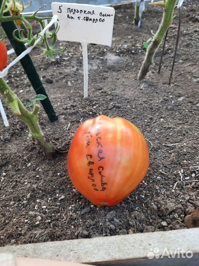 Семена коллекционных томатов