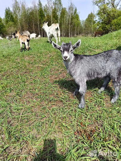 Козы, козочки, козлята