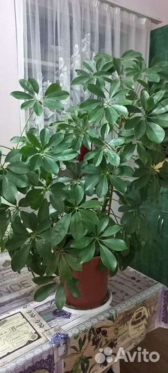 Комнатные цветы шефлера