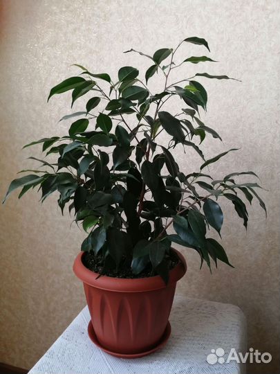 Фикус Бенджамина