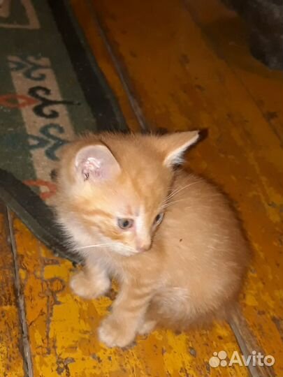 Котенок Рыжий Апельсин ищет дом