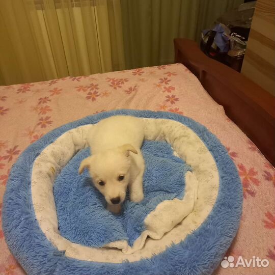 Собака в добрые руки щенок