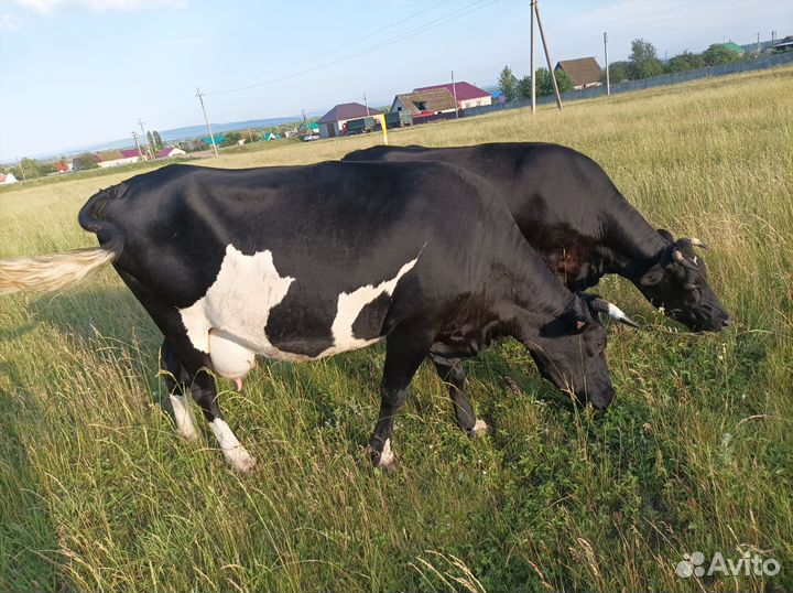 Коровы дойные