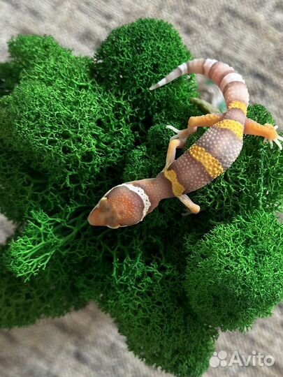 Эублефар малыш