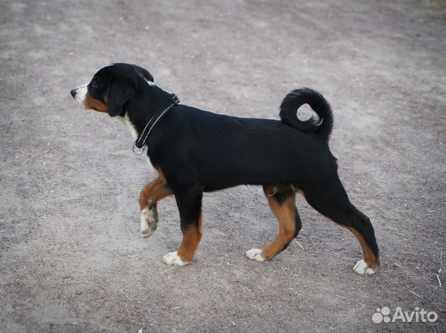 Щенок Аппенцеллер Зенненхунд купить в Москве | Животные и зоотовары | Авито