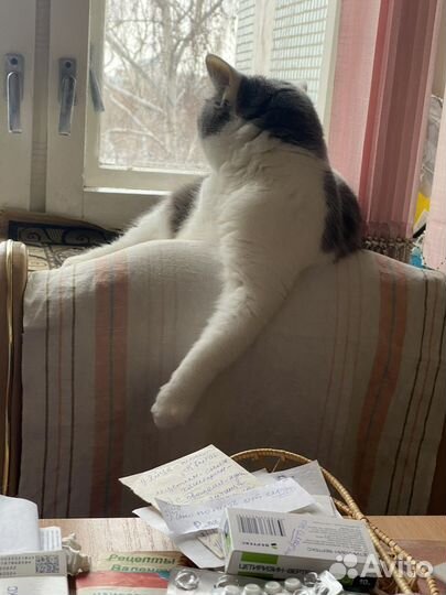 Кот в добрые руки