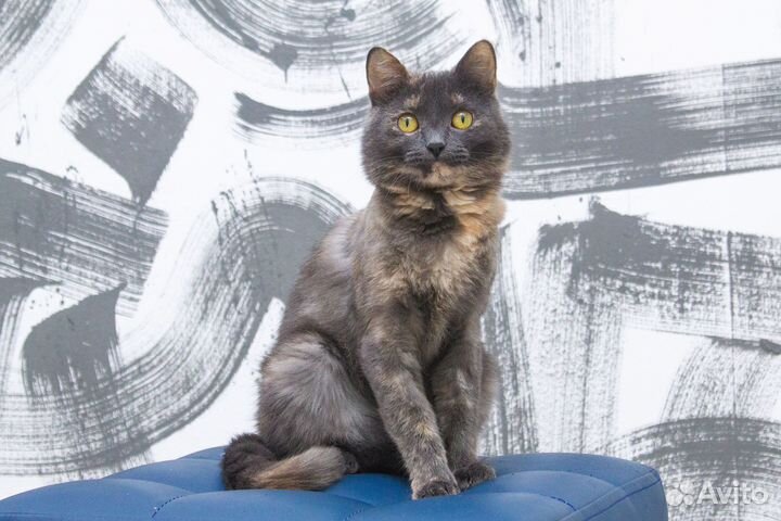 Веселая кремово-голубая кошка Масянька ищет дом