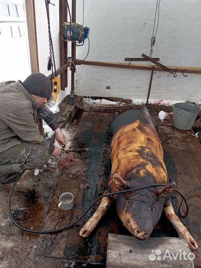 Сало домашнее, ароматное