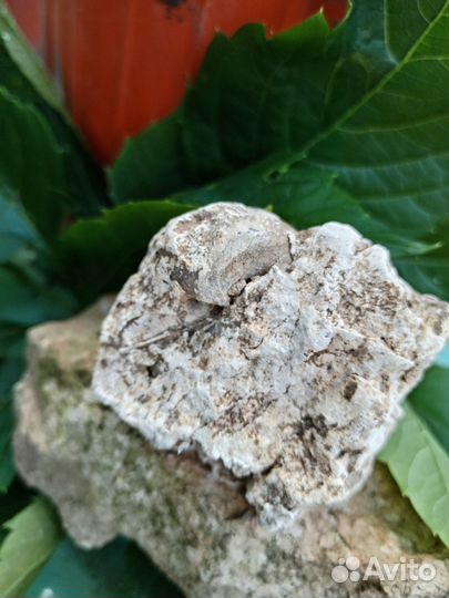 Окаменелости