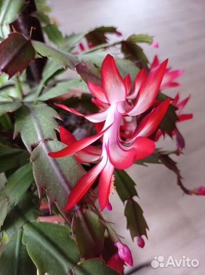 Декабрист- шлюмбергера