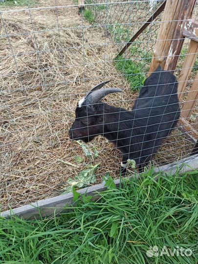 Козел ламанчи