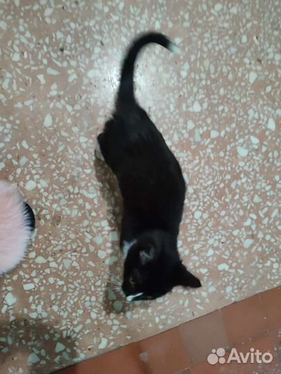 Котик в дар