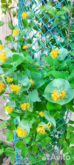 Растения садовые