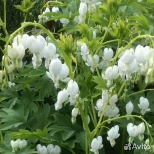 Хризантема, кровохлёбка, овсяница, барвинок