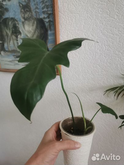 Филодендроны