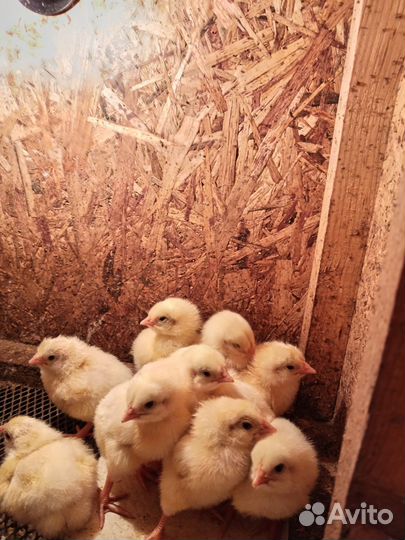 Цыплята бройлера