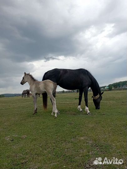 Кобыла с жерибёнком