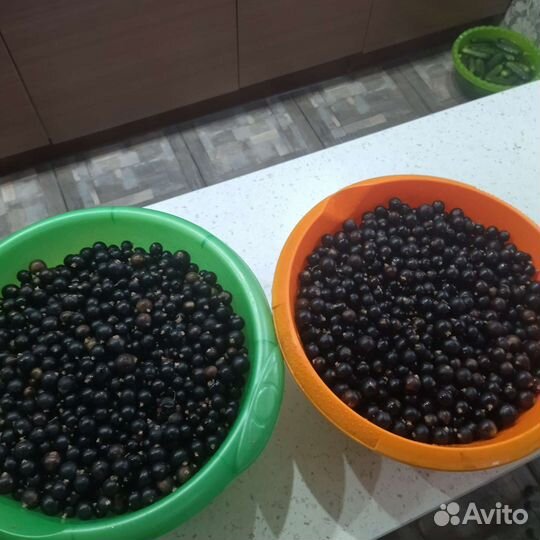 Черная смородина ягода