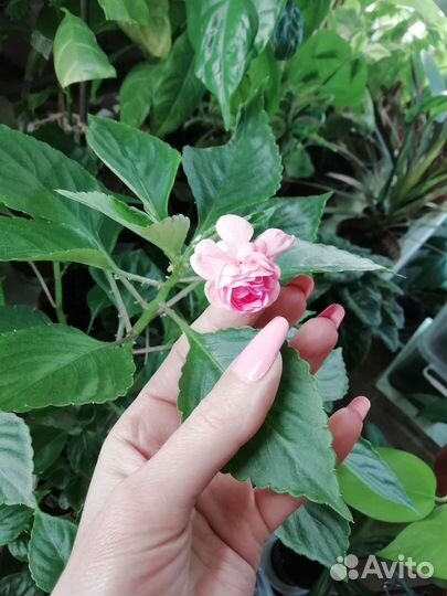 Различные комнатные растения