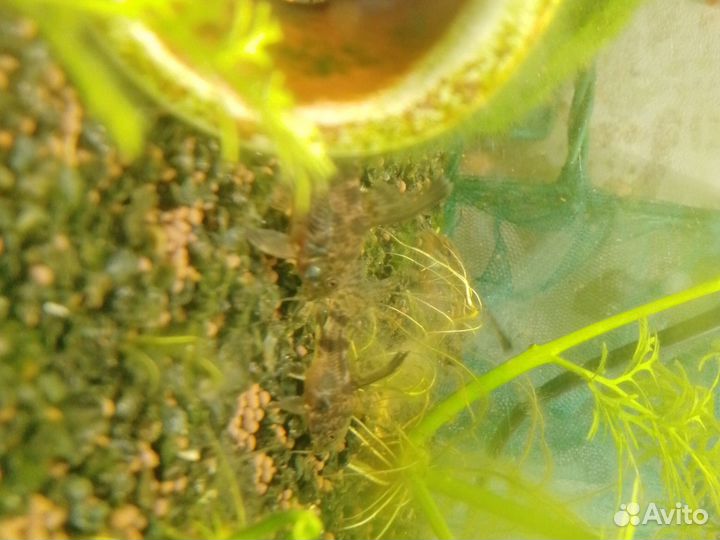 Аквариумные рыбки