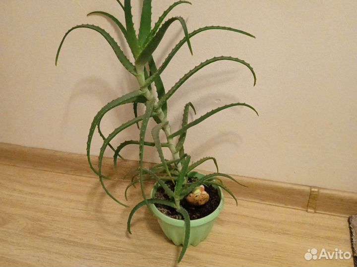 Алоэ столетник и вера, золотой ус